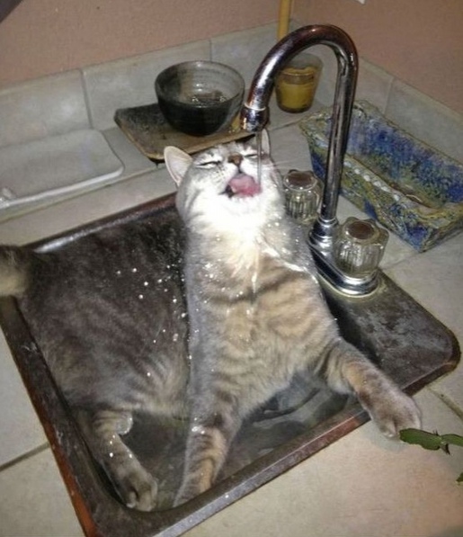 Эти забавные животные