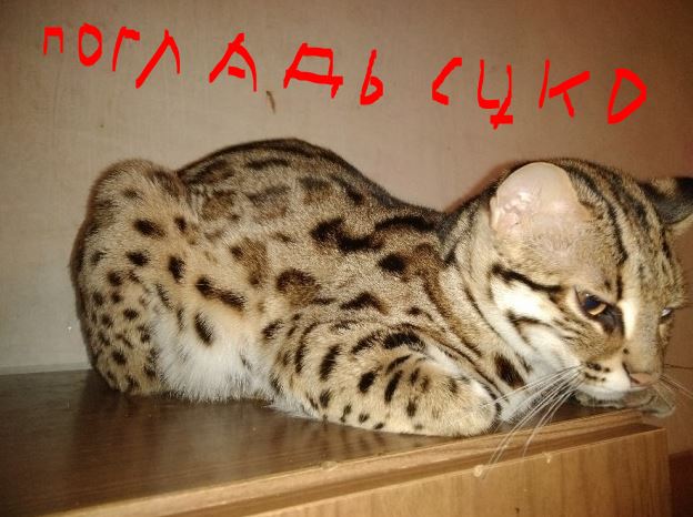 Моя красотка