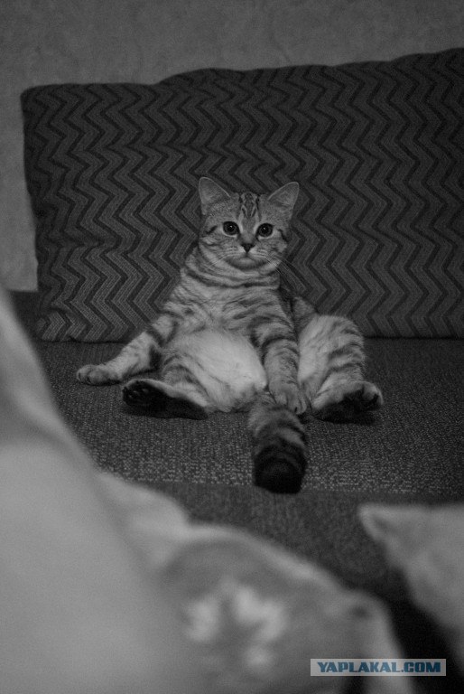 Кот расслабляется
