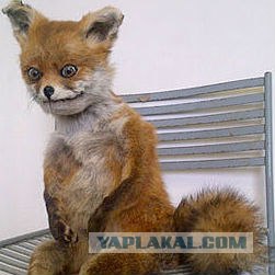 Половой ликбез. Контрацепция