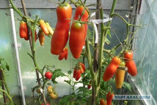 На заметку огородницам