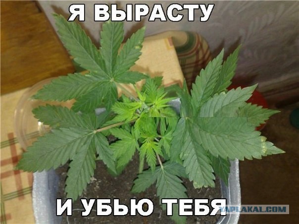 Вырасту и убью