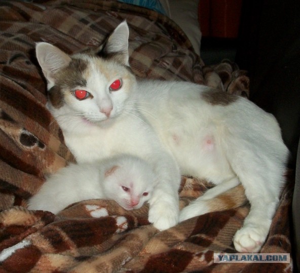 Не только котовторник, а еще и Всемирный день кошек!