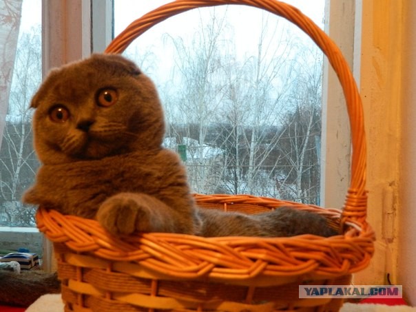 Котовторник  07.05.2013
