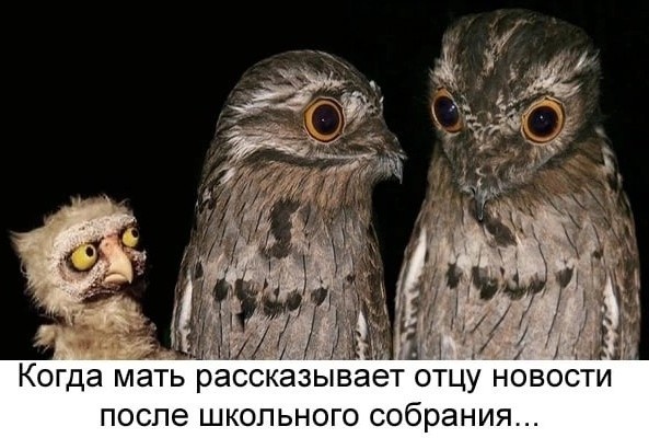 Завалялось тут случайно немного забавных картинок