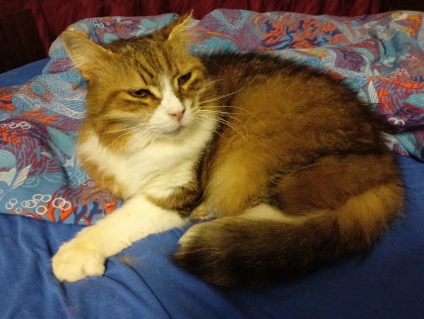 Очумелые Пёрышки