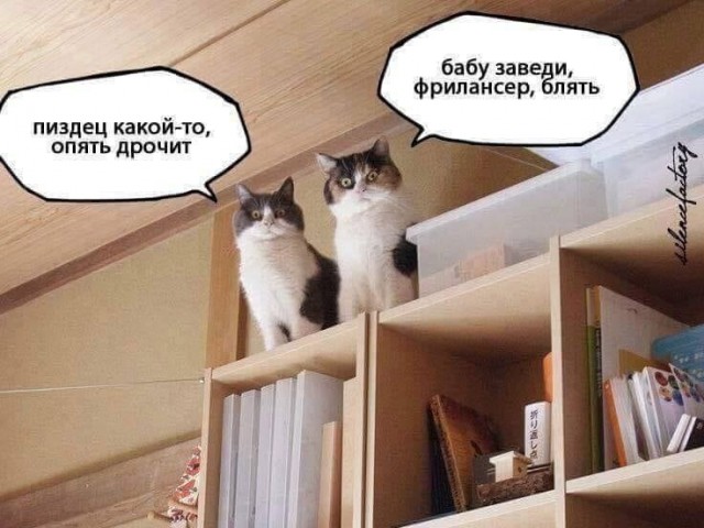 К котовторнику: подборка картинок-баянов с котиками и про котиков. Выпуск 9
