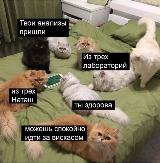 К котовторнику: подборка картинок-баянов с котиками и про котиков. Выпуск 13