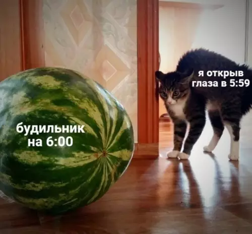 Картиночки, баянчики 24 февраля