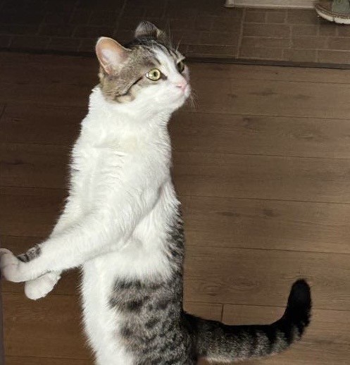 К котовтонику вам, коллеги, моего чудища