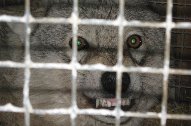 Хрюша и Филя