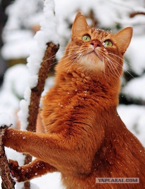 Котовторник 25.02.2014