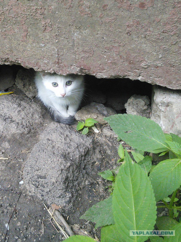 Котовторник 17.06.2014