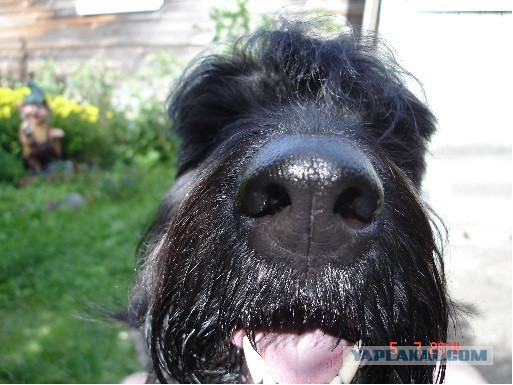 Собакочетверг..