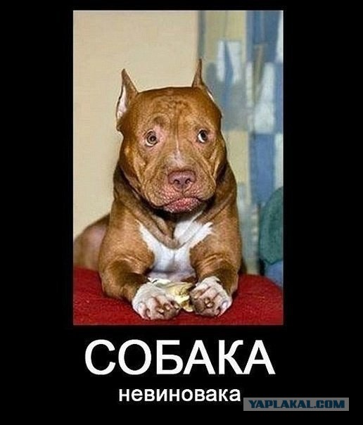 А что, собакочетверг отменили?