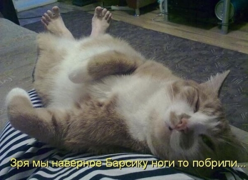 Котовторник