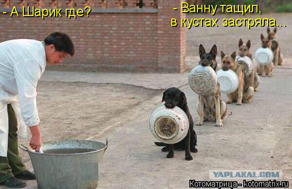 Собакочетверг 17.09.2015
