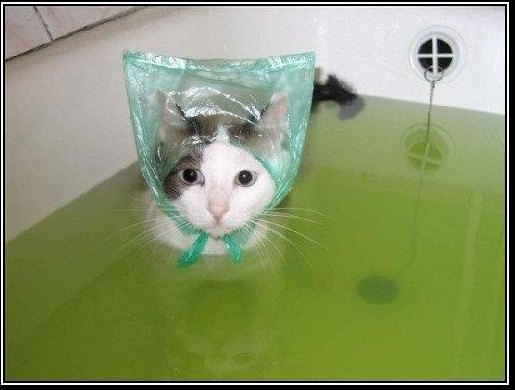 Захотел искупать кота