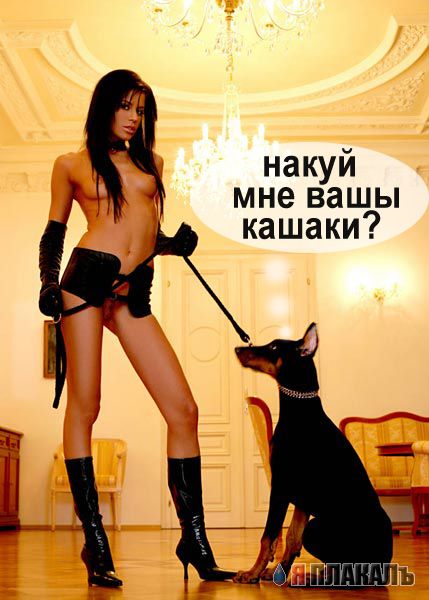 Кошки и Собаки - большая подборка