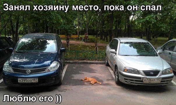 14 способов, как коты демонстрируют вам свою любовь