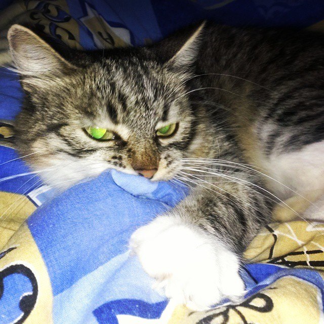 Котовторник 15.03