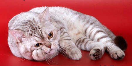 Коты, кошки, котята