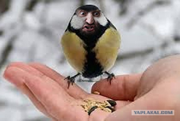 Фотожаба "Бюллетень мне запили!"