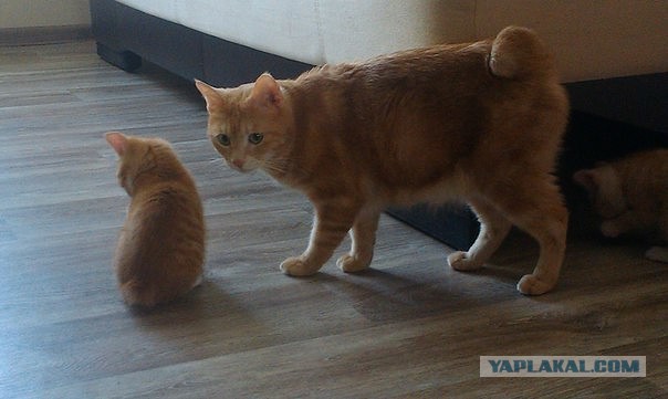 Котовторник  14.06.2016