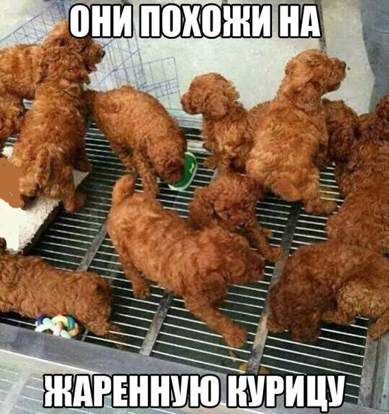 Мохнатые беспредельщики