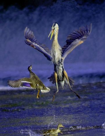 Лучшие звериные фото National Geographic 2007