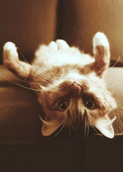 Коты из сети