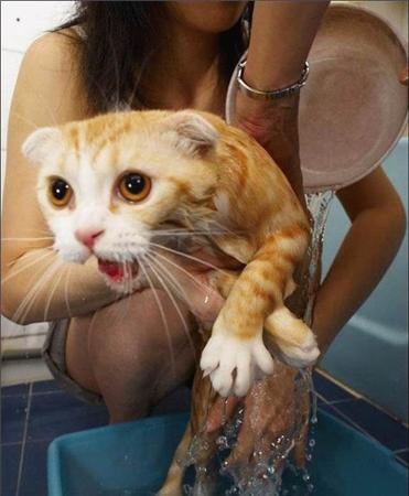 Коты из сети