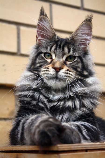 Коты и Кошки