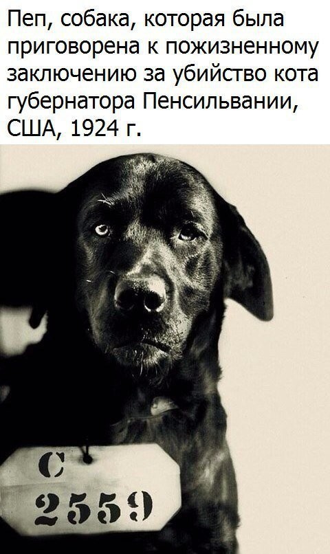Не очень адекватный юмор