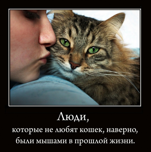 Рысь?