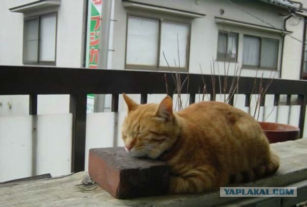 Котовторник (16.09.08)