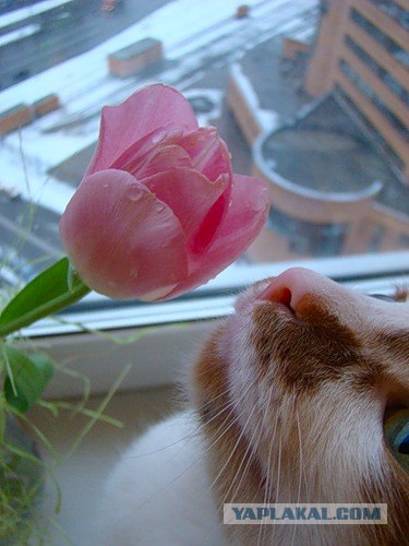 Котовторник: Кошки гаваны и другие!