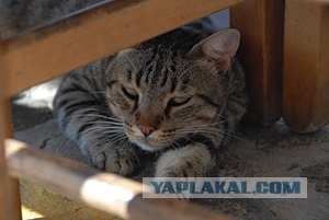 Котовторник: коты и... почти мыши