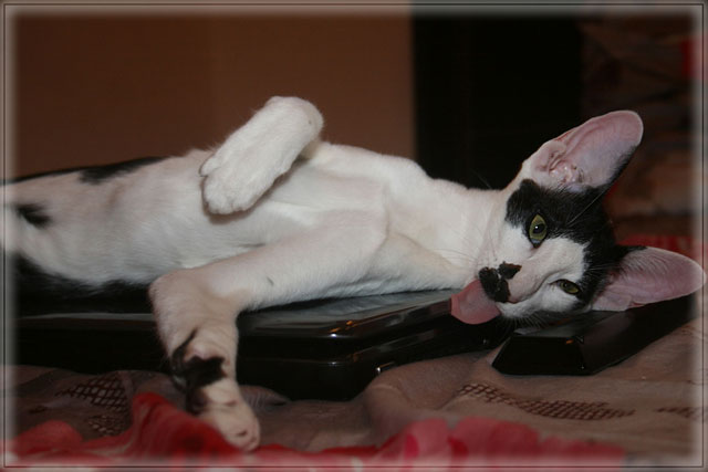 Котовторник  07.06.11