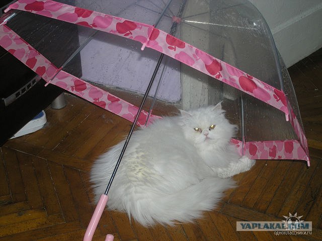 Котовторник 17 января