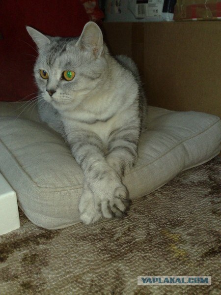 Котовторник (07.02.2012)