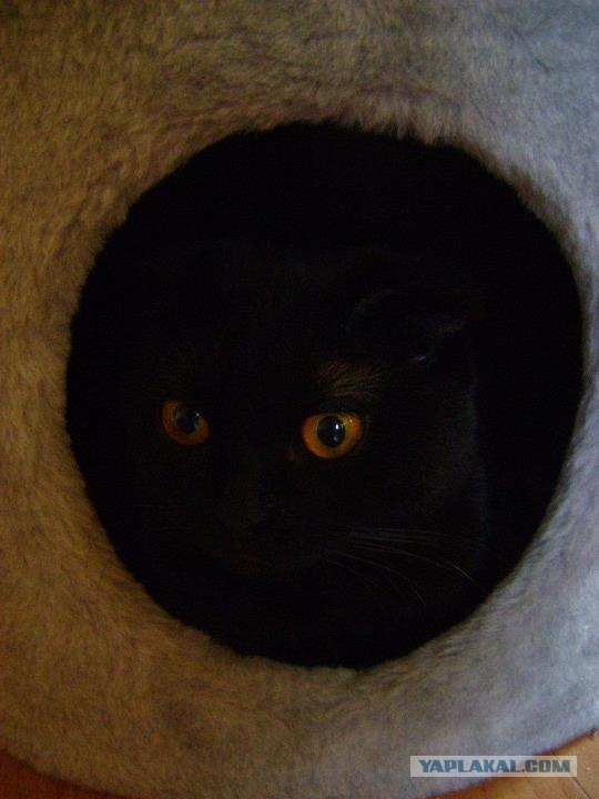 Котовторник  от 3.04.2012