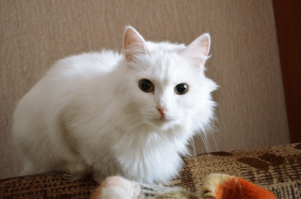 Котовторник 24.04.2012