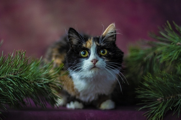 Прикольных котов пост
