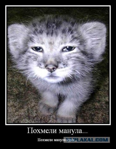 Десятка самых популярных пород кошек в США.