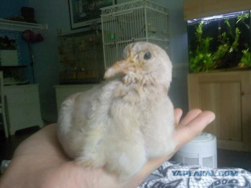 Как растут голуби