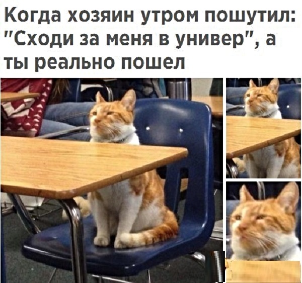 Анекдоты, соц-сети и картинки с надписями
