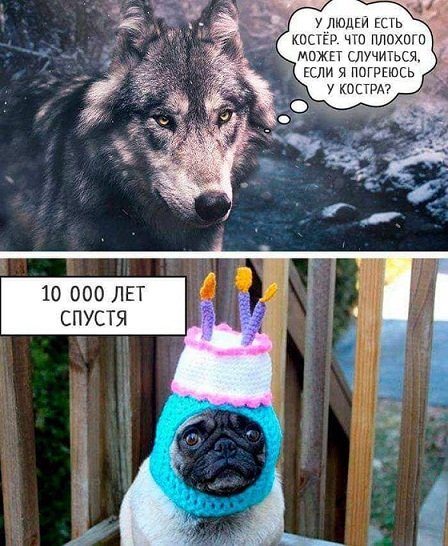 Счастье по имени Булька