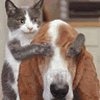 Мир глазами американцев