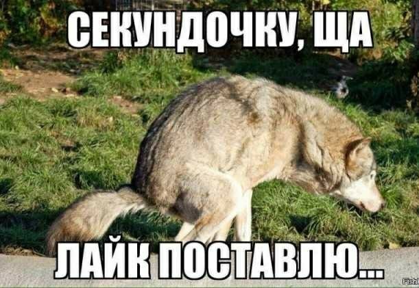 Недимон в своем репертуаре